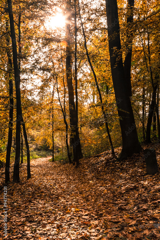 Obraz premium Bäume Herbst