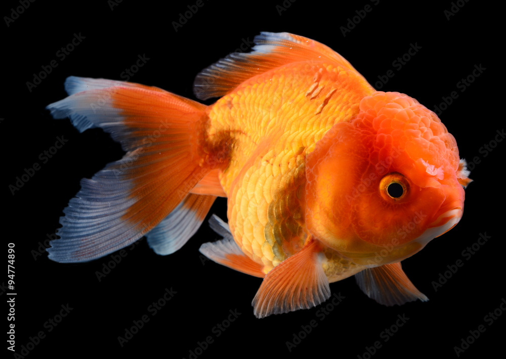 goldfish on black background goldfish on black background