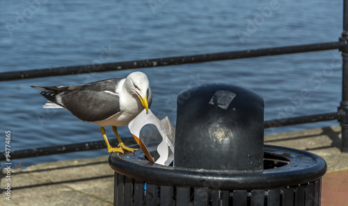 Photos A seagull perched on a public garbage bin pulling out litter with its beak