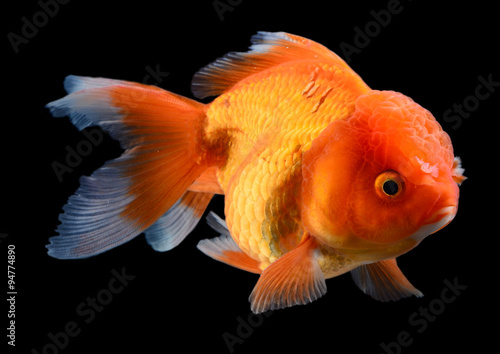 goldfish on black background © chaiwat