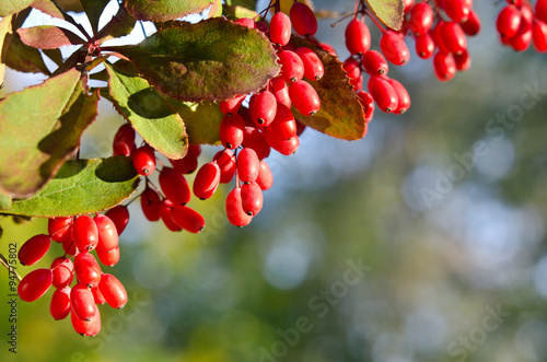 Red barberry berries on the tree photo