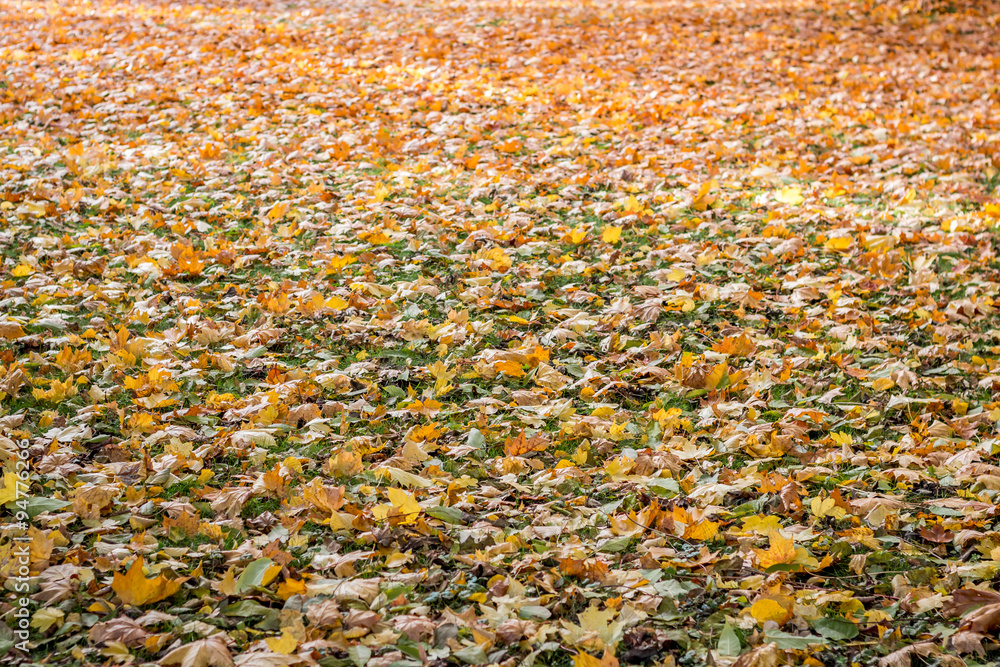Autumn leaves Autumn leaves