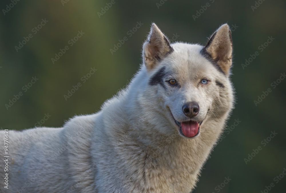 Obraz premium portrait de chien husky