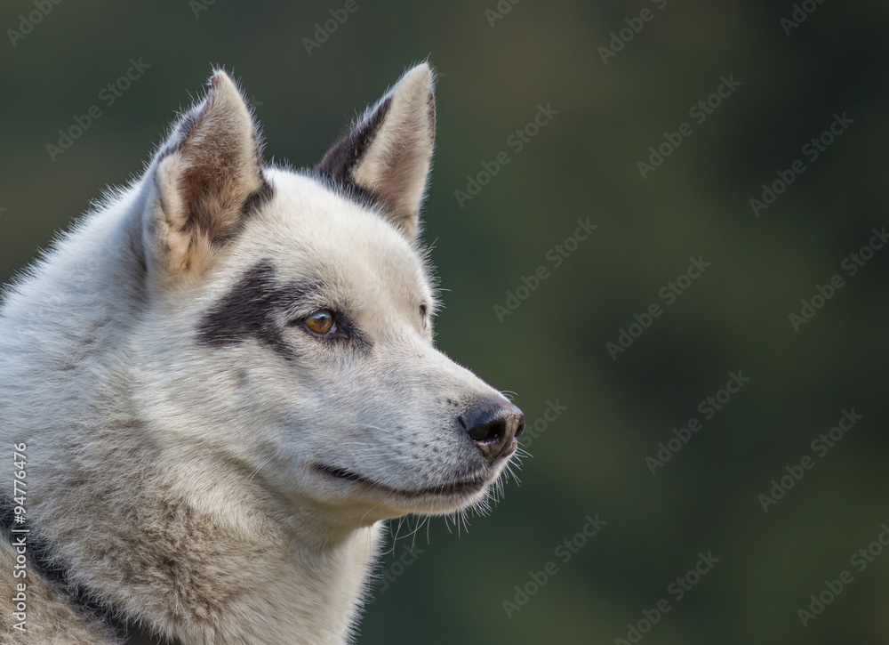 portrait de chien husky