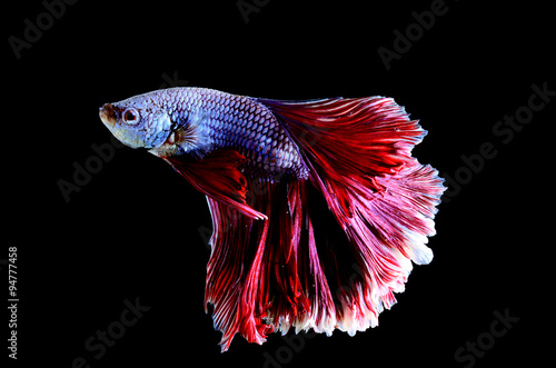 Capture the moving moment of white siamese fighting fish isolated on black background. Betta fish