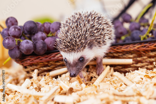 Photos African pygmy hedgehog baby playing in a sawdust.