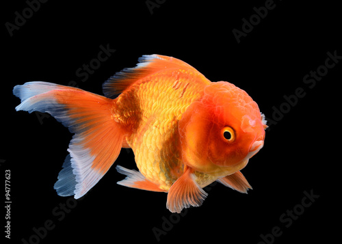 goldfish on black background