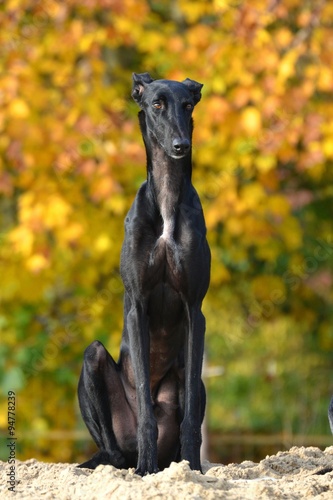 Galgo Espanol