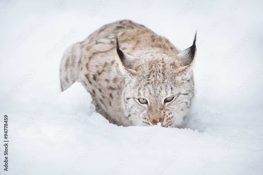 Fototapeta premium Lynx in Winter