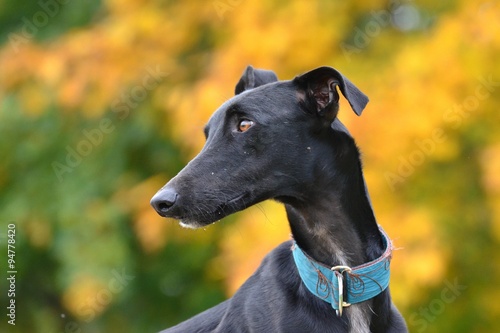 Obraz na płótnie Galgo Espanol