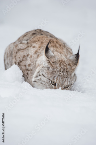Photography Lynx in Winter