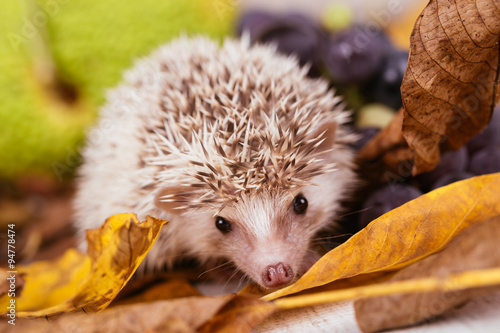 African pygmy hedgehog baby playing photo