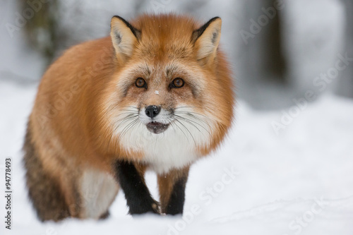 Red Fox in Snow