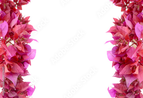 Wallpaper Mural Bougainvillea isolated on white background Torontodigital.ca