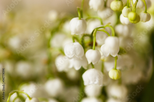 Flower lily of the valley 