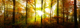 Herbstlicher Wald mit goldener Sonne