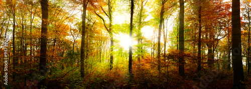 Herbstlicher Wald mit goldener Sonne #94779267