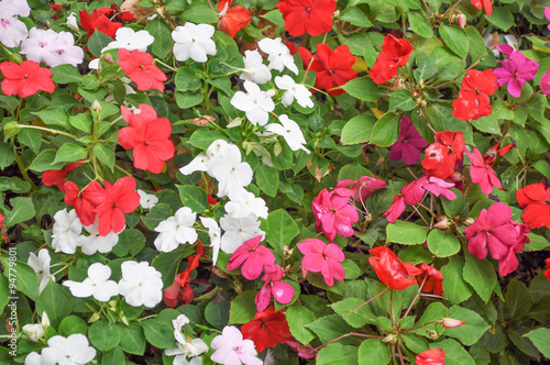 Fotografi Ralph Shugert (Vinca minor)