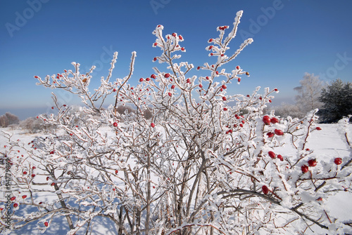 Wild rose bush with red berries covered with rime,  Vitosha mountain, Bulgaria