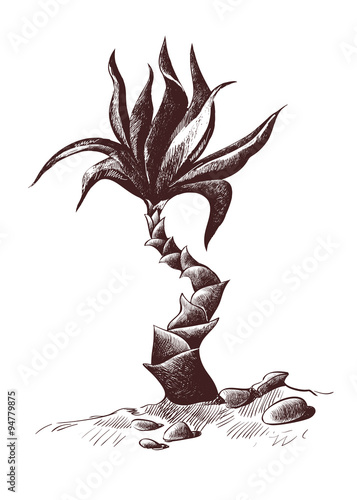 palma sketch, wood engraving, illustration drawn by hand