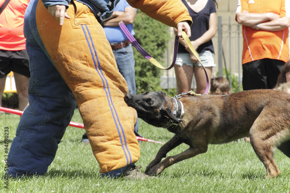 Trained dog attacking in an exhibition. Trained dog attacking in an exhibition.