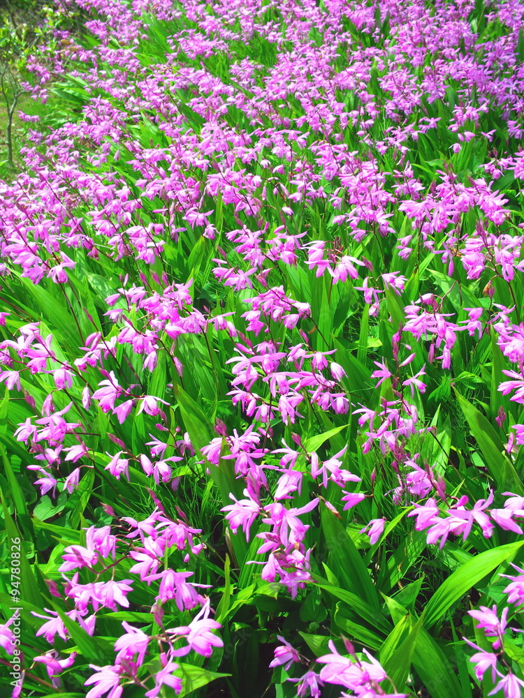 Naklejka premium シランの花