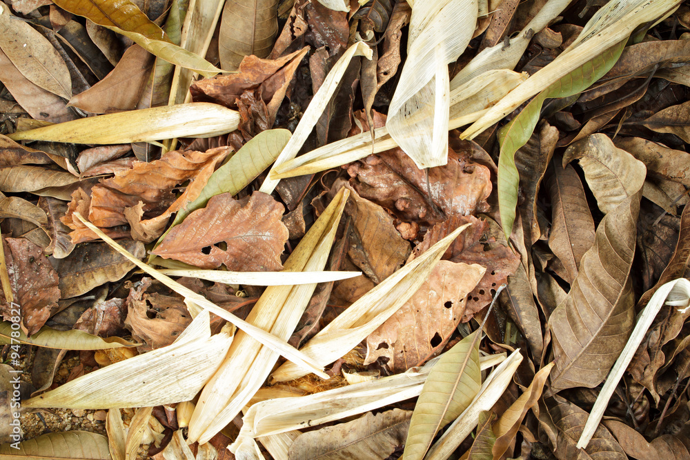 Different dried leaf on ground. Different dried leaf on ground.