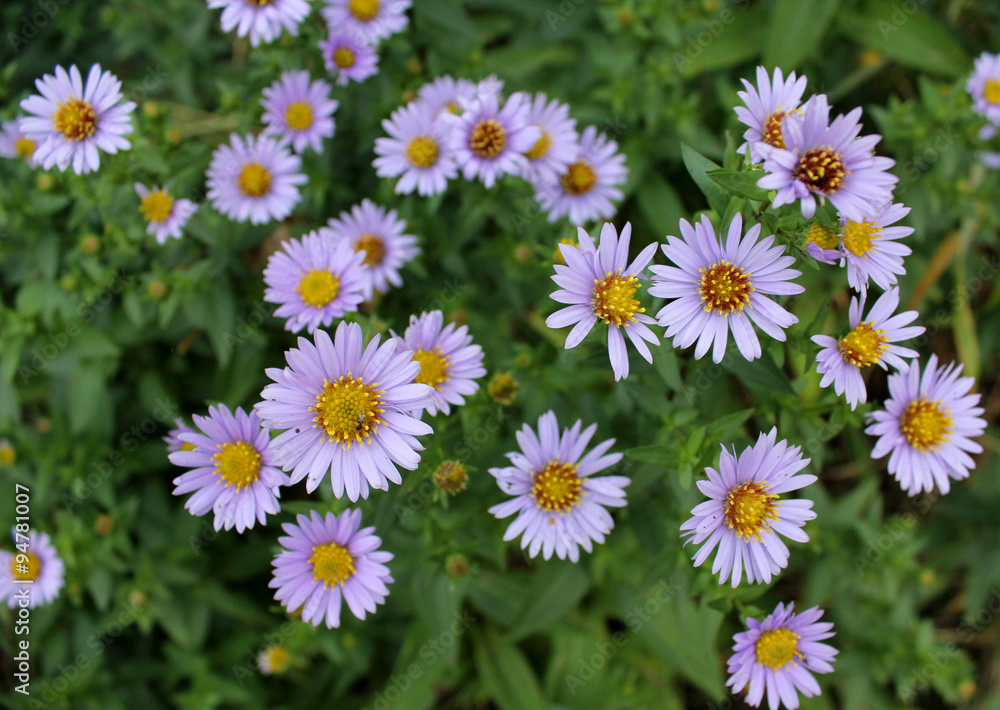 Obraz premium purple daisies