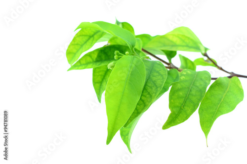green leaf, Wrightia religiosa Benth