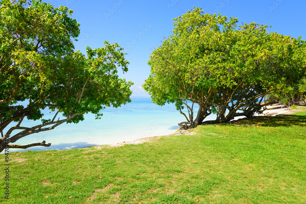 Ocean coastline with trees Ocean coastline with trees