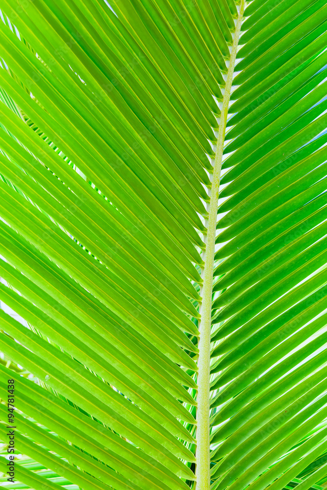 Green palm leaf background Green palm leaf background