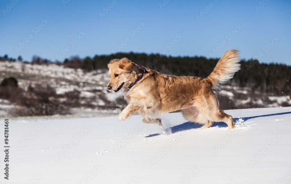 Labrador retriever dog playing in snow in the winter outdoors 