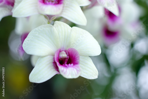 Yellow orchids flower