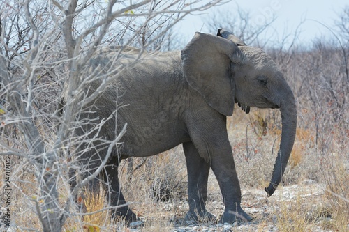 Junger Elefant im Etosha Nationalpark