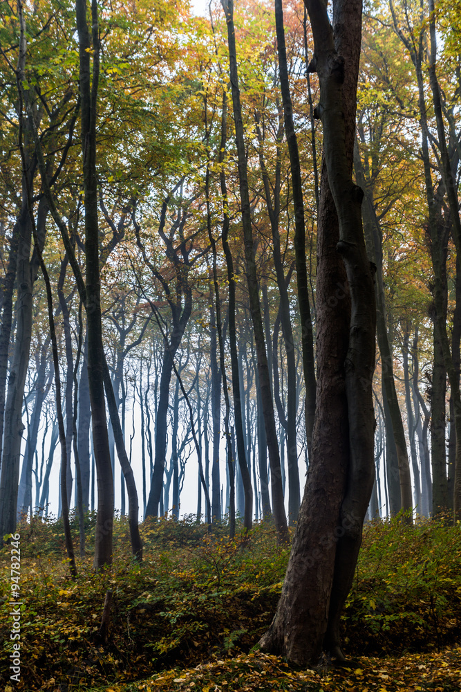 Obraz premium Geisterwald