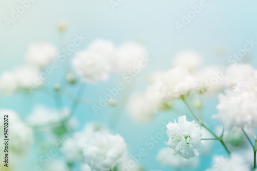 Fototapeta Naklejka Na Ścianę i Meble -  White flower on blue background.