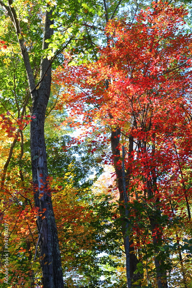 The Forest in Fall 