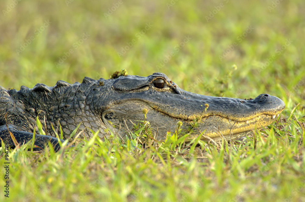 American Alligator (Alligator mississippienus), Arthur R Marshall National Wildlife Reserve, Loxahatchee, Florida, USA American Alligator (Alligator mississippienus), Arthur R Marshall National Wildlife Reserve, Loxahatchee, Florida, USA