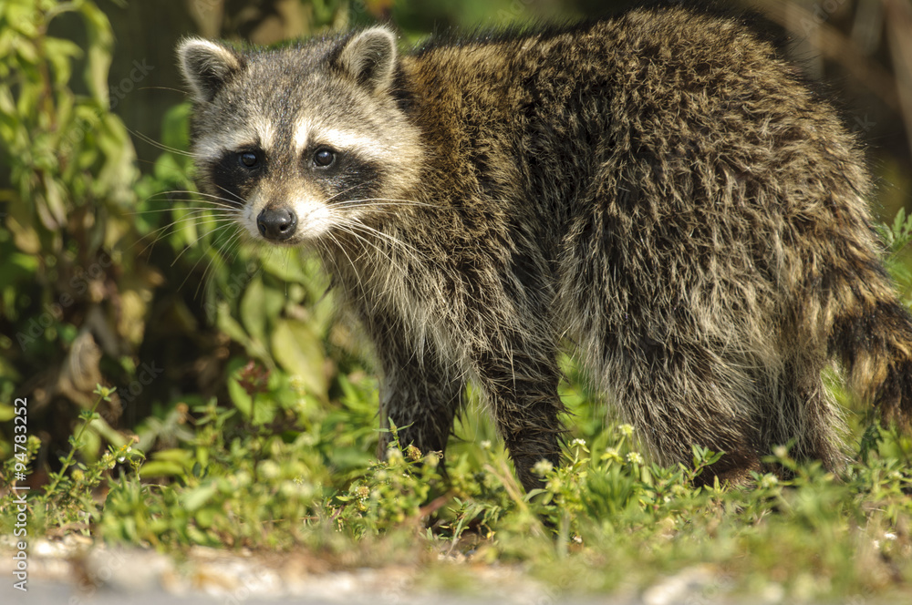 Raccoon (Thalasseus sandvicensis), Arthur J Marshall National Wildlife Reserve - Loxahatchee, Florida, USA