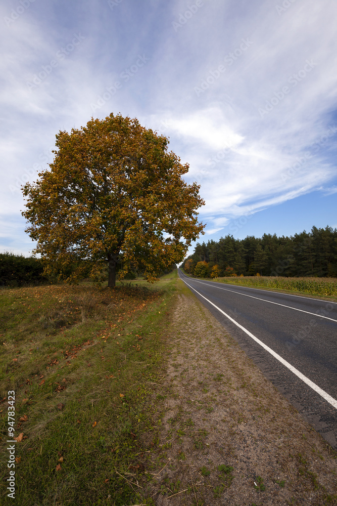 Fototapeta premium the autumn road 