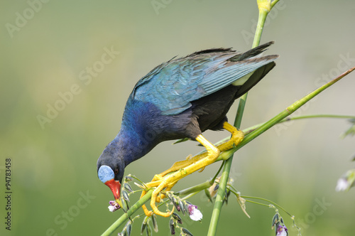 Purple Gallinule feeding in Pickerel weed,  Arthur J Marshall National Wildlife Reserve, Florida, USA