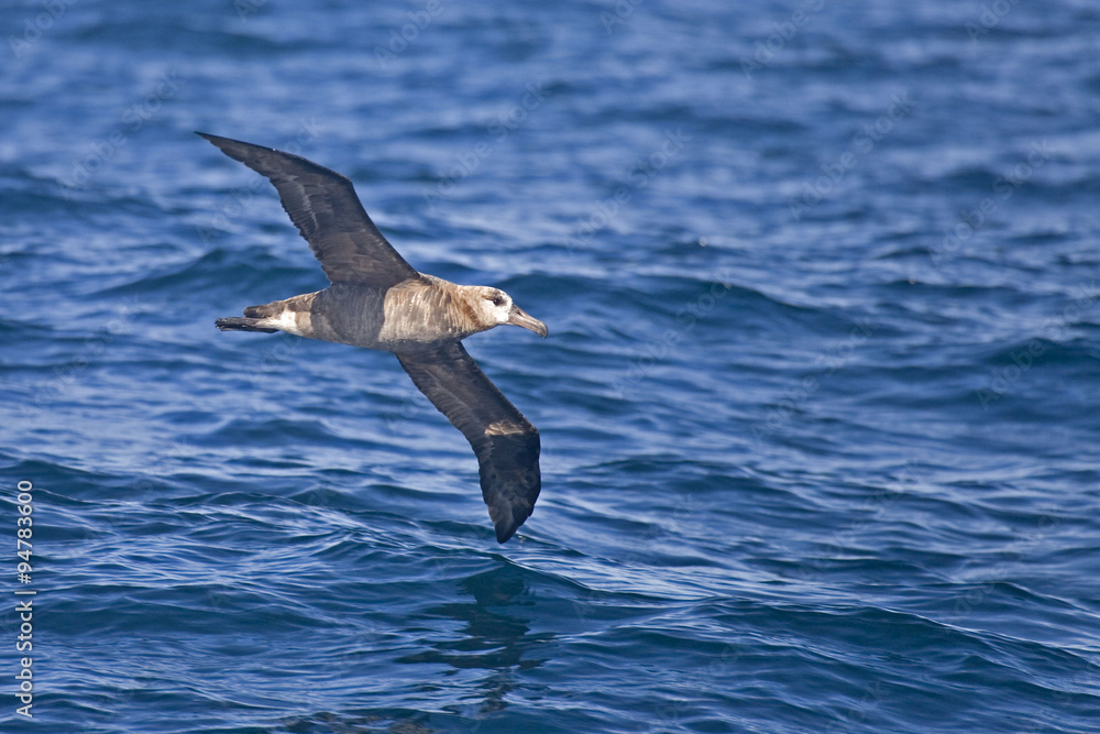Black-footed Albatross, Phoebastria nigripes gliding above the waves