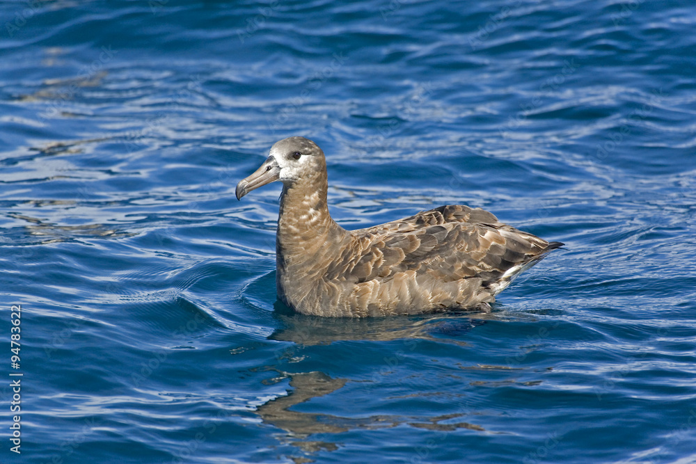 The Black-footed Albatross, Phoebastria nigripes resting on the sea