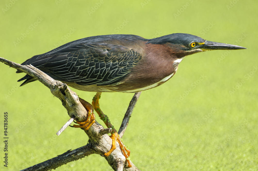 Green Heron perched on a twig, Florida Green Heron perched on a twig, Florida
