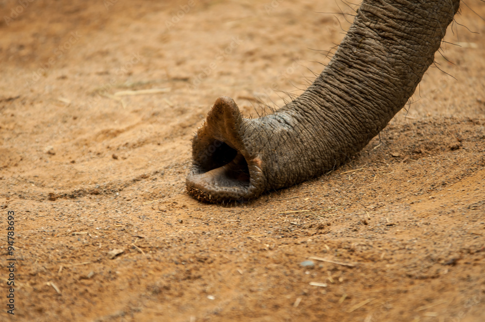 Naklejka premium Elefantenrüssel