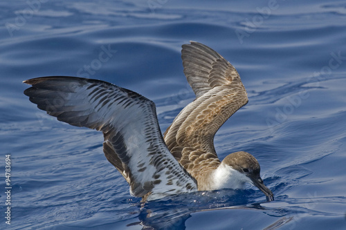 The Great Shearwater, Ardenna gravis on the sea photo