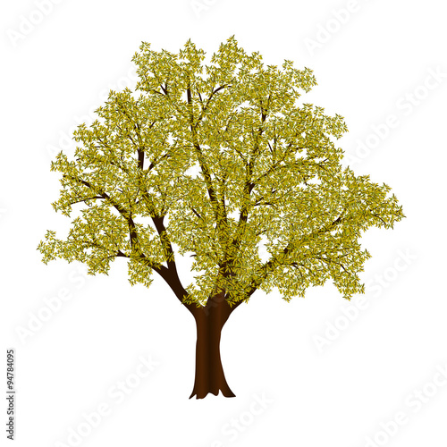 autumn tree with yellow leaves