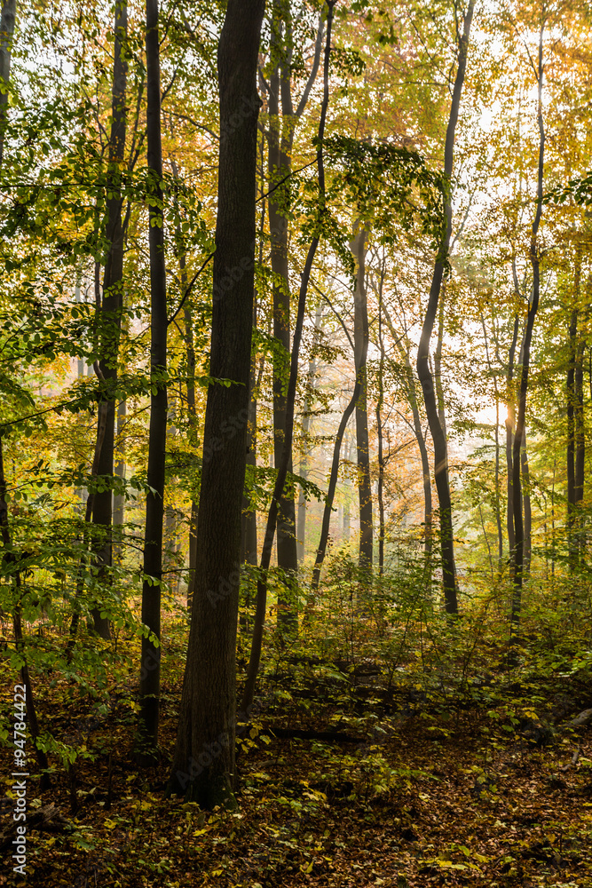 Obraz premium geisterwald