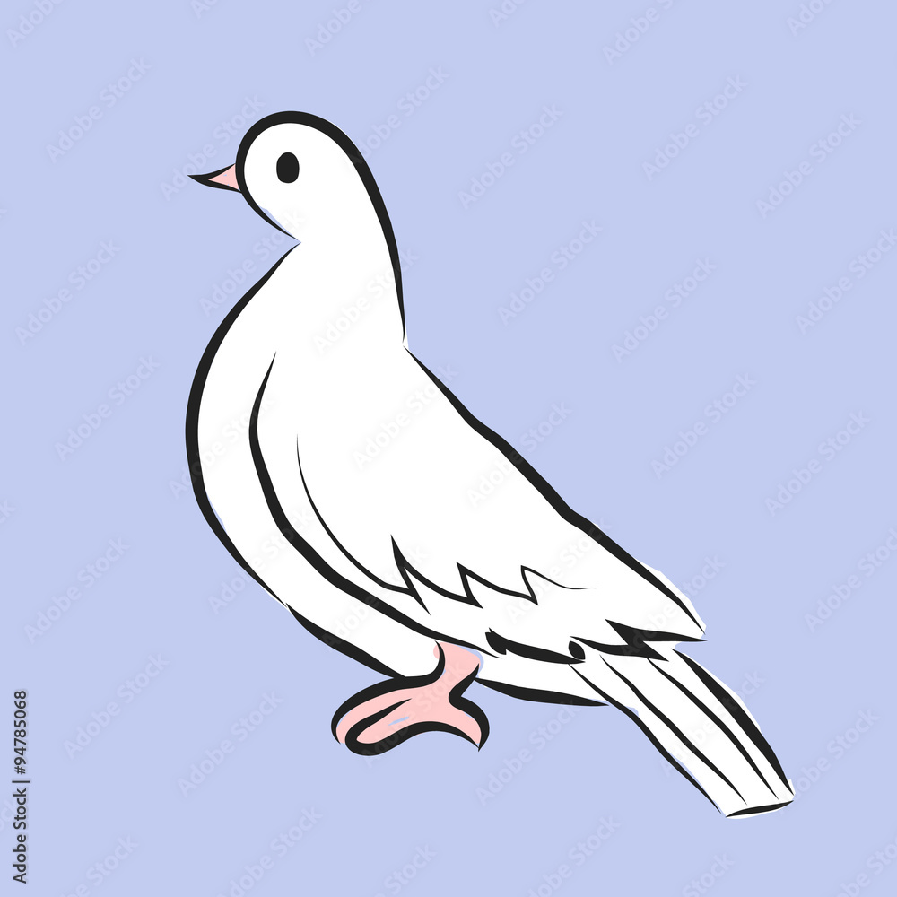 Fototapeta premium Pigeon 
