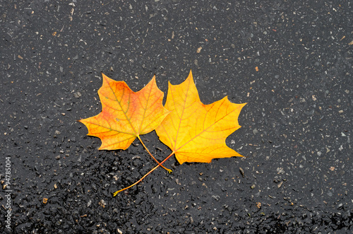 Yellow maple leaves on wet asphalt